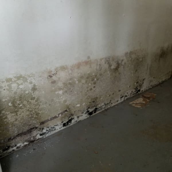 Mold on bottom half of wall